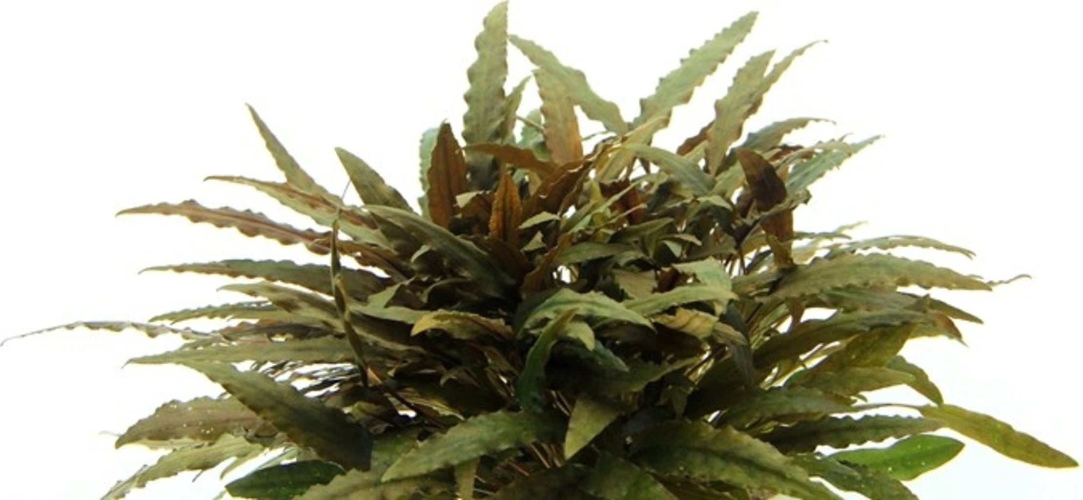 Dennerle Plants Cryptocoryne wendtii - Compact - 1 Stk