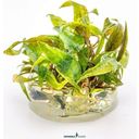 Dennerle Plants Cryptocoryne x purpurea CUP - 1 ks