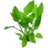 Dennerle Plants Echinodorus argentinensis