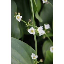 Dennerle Plants Echinodorus argentinensis - V květináči