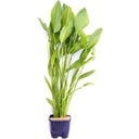 Dennerle Plants Echinodorus argentinensis, groß - XL