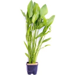 Dennerle Plants Echinodorus argentinensis, groß - XL