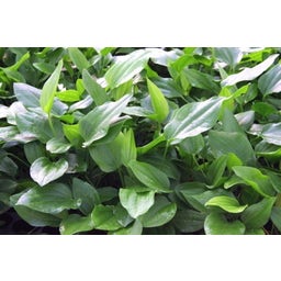 Dennerle Plants Echinodorus argentinensis, groß - XL