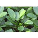 Dennerle Plants Echinodorus cordifolius - Mini - 1 ks