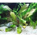 Dennerle Plants Echinodorus - Small Bear - 1 pcs