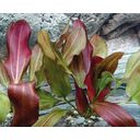 Dennerle Plants Echinodorus - Small Bear - 1 Pc