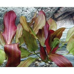 Dennerle Plants Echinodorus - Small Bear - 1 Pc