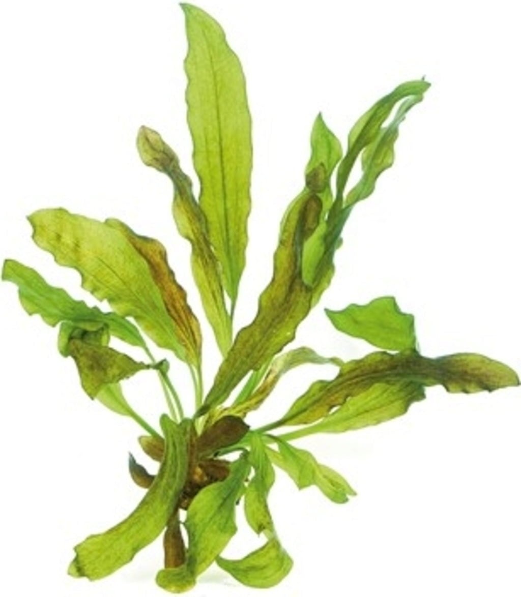 Dennerle Plants Echinodorus - Python - 1 Stk