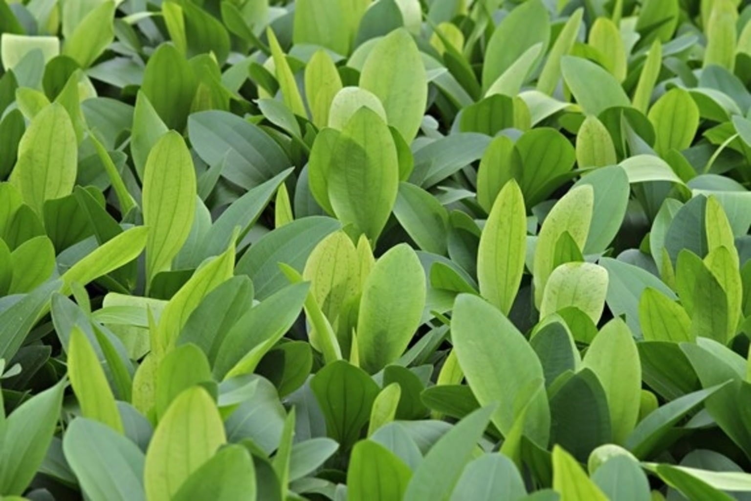 Dennerle Plants Echinodorus - Python - 1 Stk