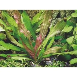 Dennerle Plants Echinodorus - Python - 1 Pc