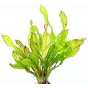 Dennerle Plants Echinodorus - Green Chameleon - 1 Pc