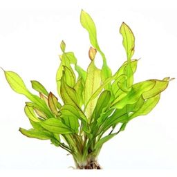 Dennerle Plants Echinodorus - Green Chameleon - 1 Pc