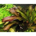 Dennerle Plants Echinodorus - Green Chameleon - 1 Stk