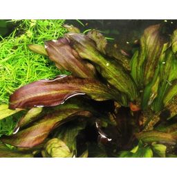 Dennerle Plants Echinodorus - Green Chameleon - 1 pcs