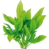 Dennerle Plants Echinodorus grisebachii - Bleherae