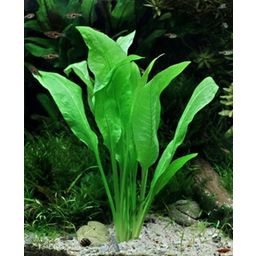 Dennerle Plants Echinodorus grisebachii - Bleherae - In a pot