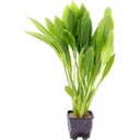 Dennerle Plants Echinodorus grisebachii - Bleherae - XL