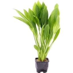 Dennerle Plants Echinodorus grisebachii - Bleherae - XL