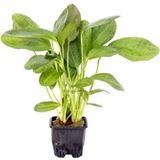 Dennerle Plants Echinodorus - Ozelot, Groot
