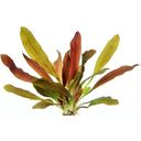 Dennerle Plants Echinodorus - Red Chameleon - 1 pcs