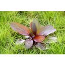 Dennerle Plants Echinodorus - Red Chameleon - 1 Pc