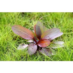 Dennerle Plants Echinodorus - Red Chameleon - 1 Pc