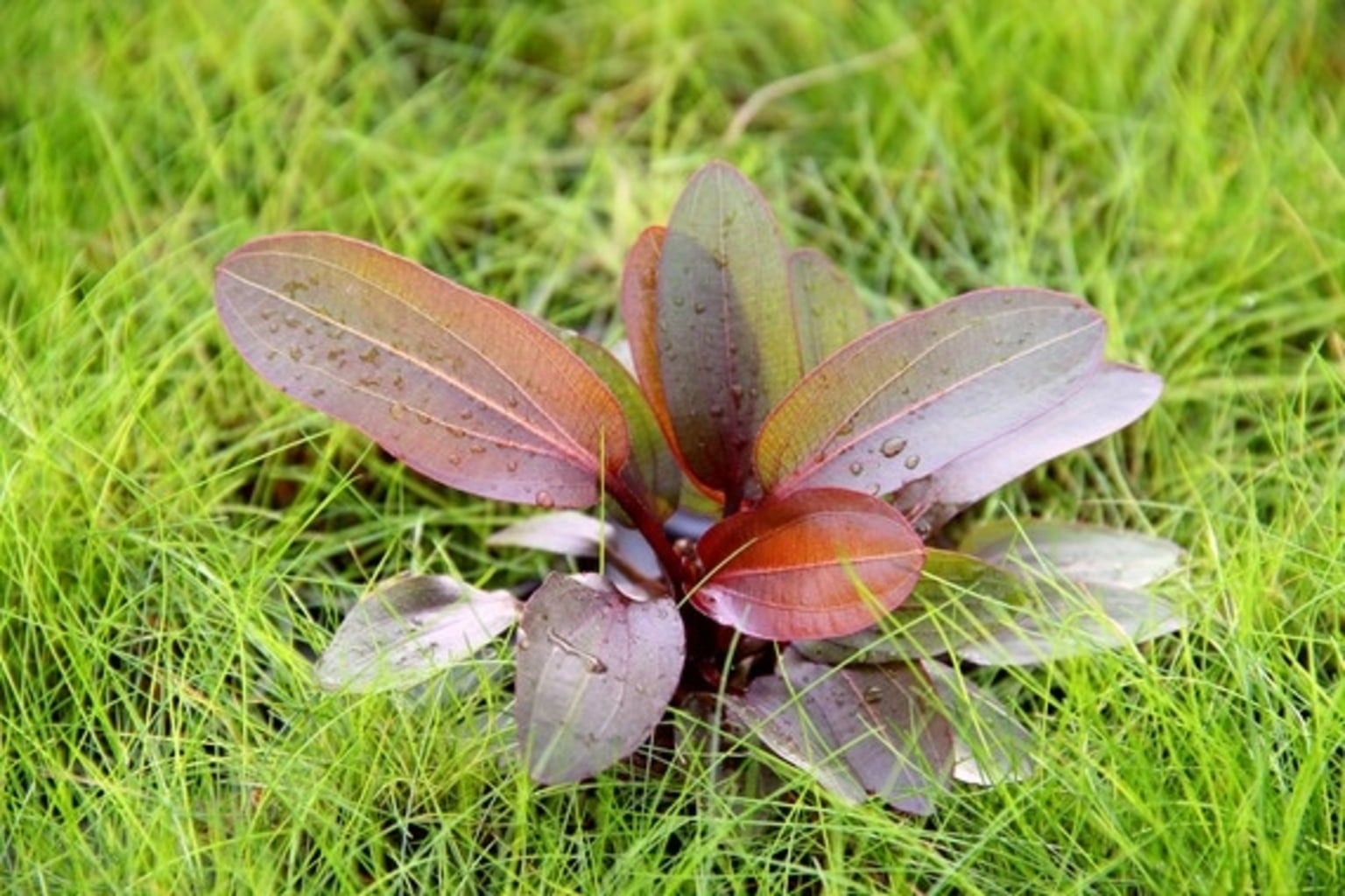 Dennerle Plants Echinodorus - Red Chameleon - 1 pz.
