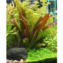 Dennerle Plants Echinodorus - Red Chameleon - 1 ks