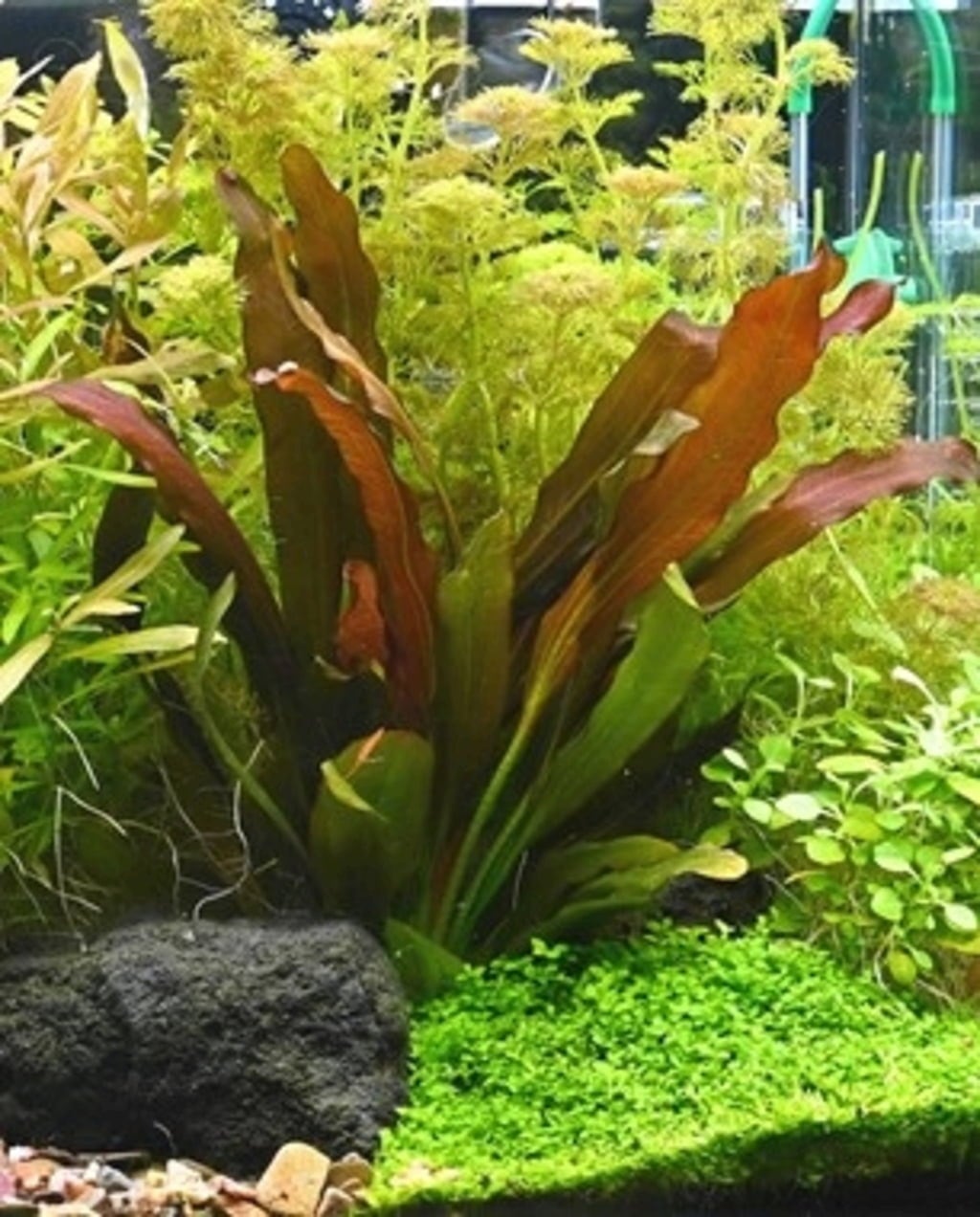 Dennerle Plants Echinodorus - Red Chameleon - 1 pz.