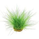 Dennerle Plants Eleocharis acicularis - V květináči