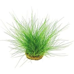 Dennerle Plants Eleocharis acicularis - Topfpflanze