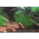 Dennerle Plants Eleocharis acicularis - Topfpflanze