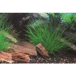 Dennerle Plants Eleocharis acicularis - v kvetináči