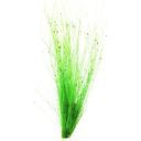 Dennerle Plants Eleocharis vivipara - 1 Stk