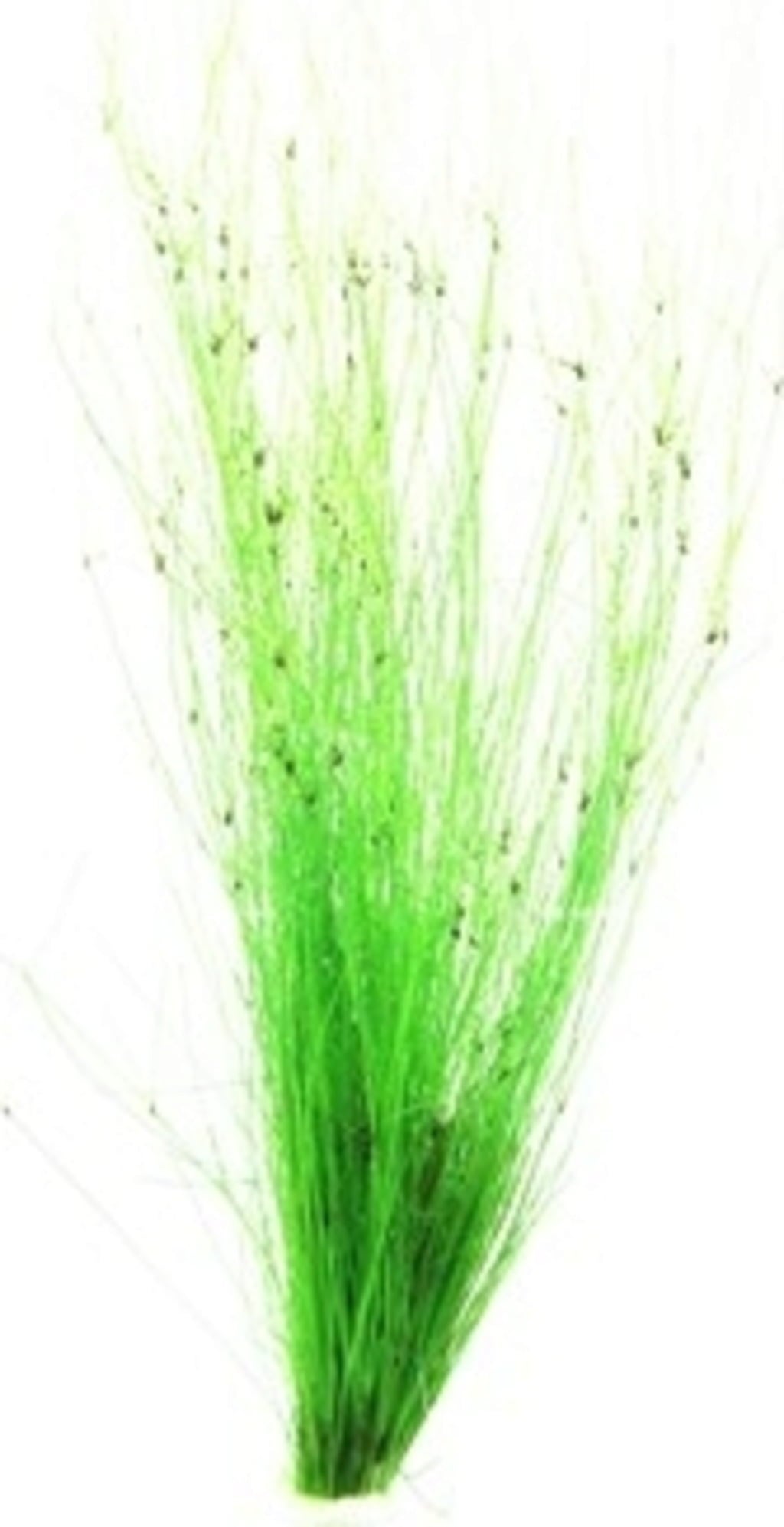 Dennerle Plants Eleocharis vivipara - 1 pcs