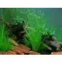 Dennerle Plants Eleocharis vivipara - 1 Pc