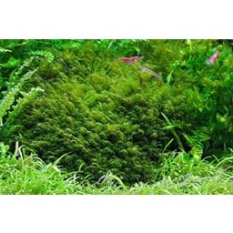 Dennerle Plants Fissidens fontanus - 1 pcs