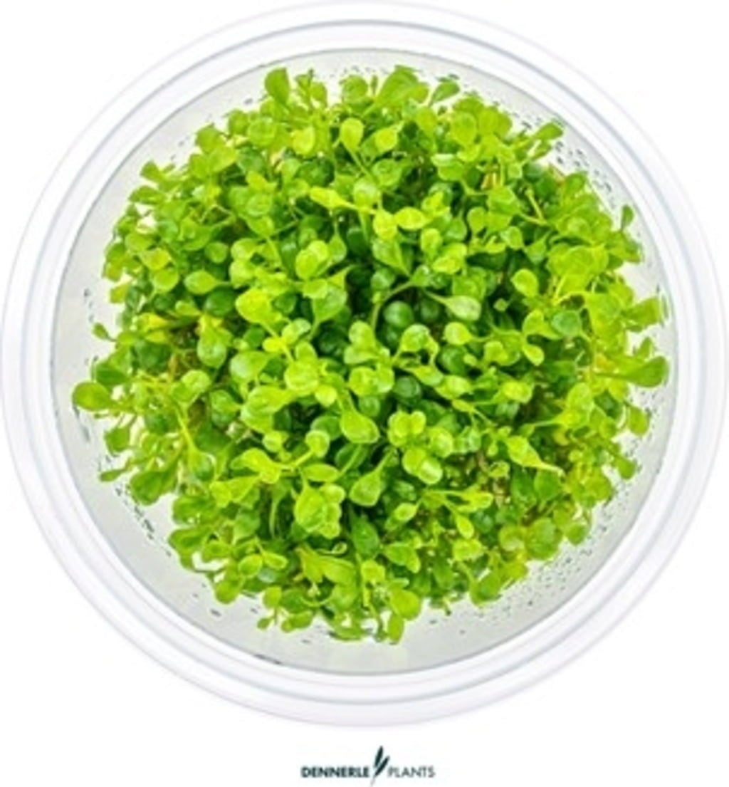 Dennerle Plants Glossostigma elatinoides CUP - 1 Stk