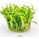 Dennerle Plants Helanthium tenellum 'Broad leaf' CUP - 1 k.