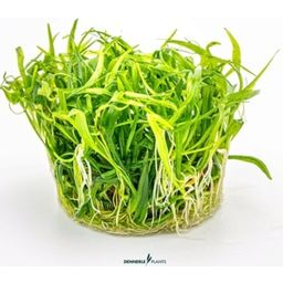 Dennerle Plants Helanthium tenellum 'Broad leaf' CUP - 1 Stk