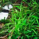 Dennerle Plants Helanthium tenellum 'Broad leaf' CUP - 1 Pc