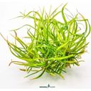 Dennerle Plants Helanthium tenellum 'Red' CUP - 1 k.