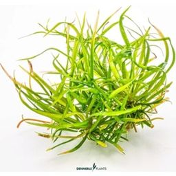 Dennerle Plants Helanthium tenellum 'Red' CUP - 1 ks