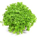 Dennerle Plants Hemianthus callitrichoides 'Cuba' - 1 Pc