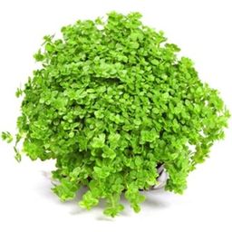 Dennerle Plants Hemianthus callitrichoides 'Cuba' - 1 Pc