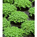 Dennerle Plants Hemianthus callitrichoides 'Cuba' - 1 Pc