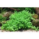 Dennerle Plants Hemianthus callitrichoides 'Cuba' - 1 Pc