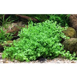 Dennerle Plants Hemianthus callitrichoides 'Cuba' - 1 Stk