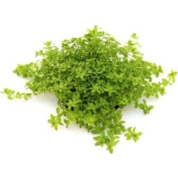 Dennerle Plants Hemianthus glomeratus - 1 Stk