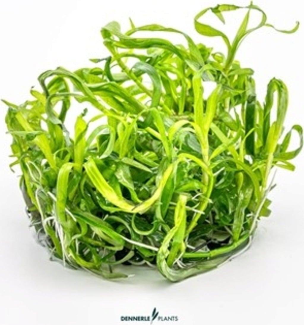 Dennerle Plants Heteranthera zosterifolia CUP - 1 k.